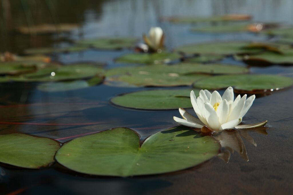 Wasserlilie im Fluss