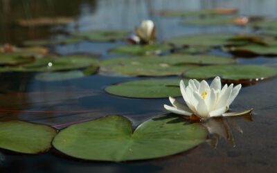 Spirituelles Erwachen: Eine Reise zur inneren Erleuchtung